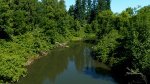 Un río dentro de la cuenca del río Tualatin con una exuberante vegetación que da sombra al agua y a las orillas.