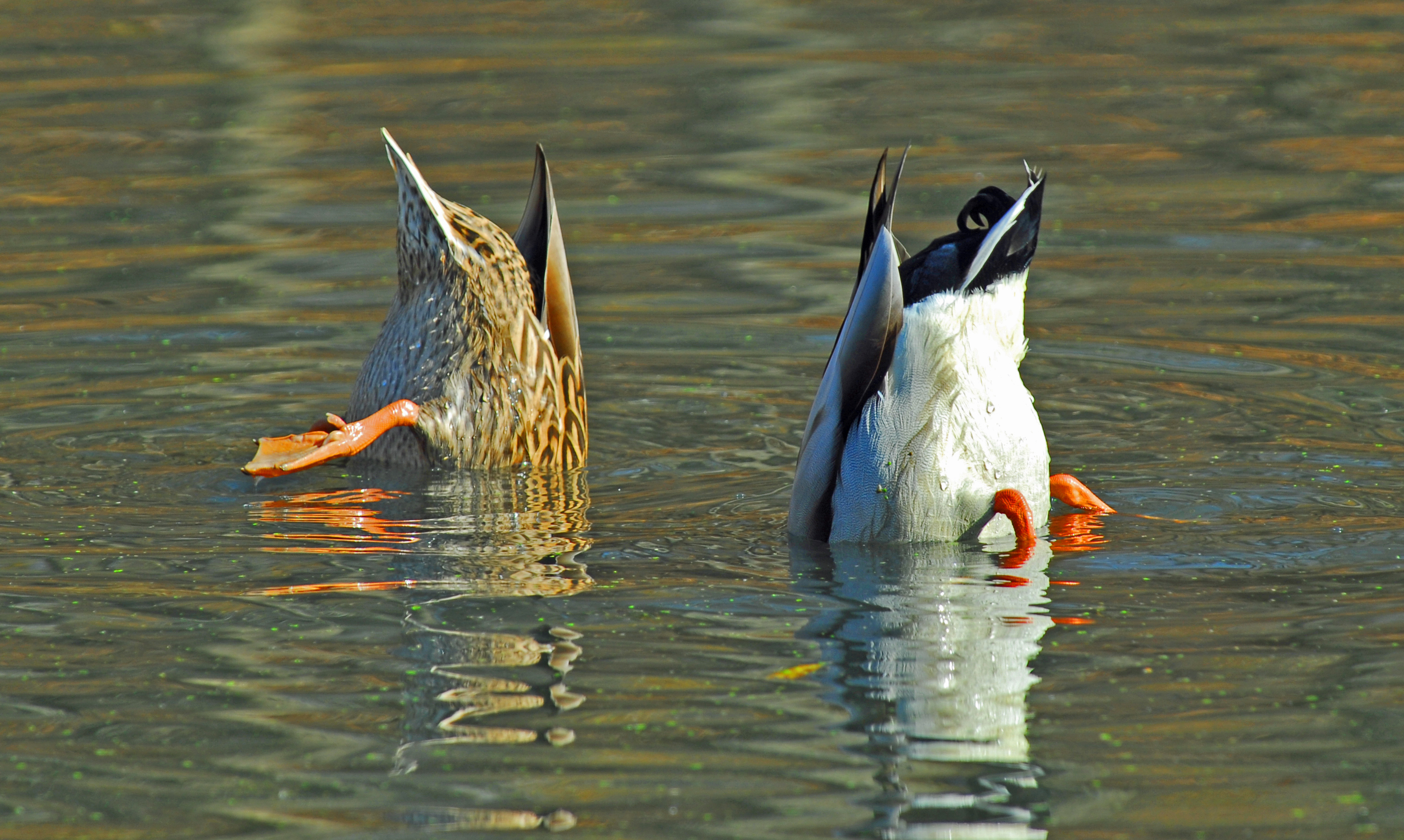 Two mallards feeding with their heads underwater.