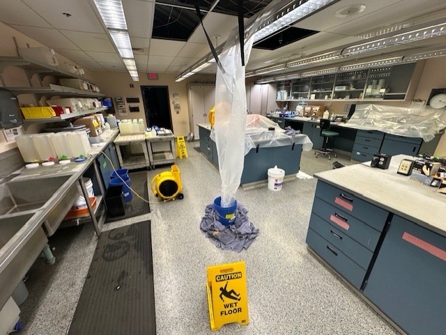 In a laboratory room with sinks and several work surfaces and storage drawers and cabinets, a plastic sheet hangs down from a ceiling where ceiling tiles have been removed, and into a bucket surrounded by rags on the floor. A sign on the floor says "Caution, Wet Floor." Several of the work areas are covered in plastic.
