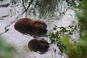 An image of two beavers in the river